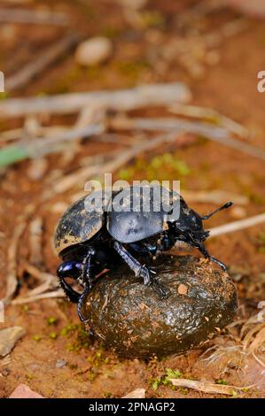 Coleottero adulto (Geotrupes stercorarius), con palla dal sterco del cinghiale eurasiatico (Sus Scrofa), Italia Foto Stock