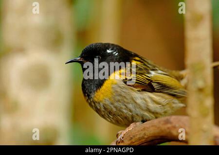 Stitchbird (Notiomystis cincta), adulto maschio, Isola di Tiritiri Matangi, Isola del Nord, Nuova Zelanda Foto Stock