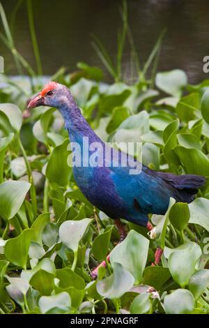 Pernice viola, costola viola, guida viola, guide viola, guide viola, Animali, Uccelli, Swamphen Viola, Sri Lanka Foto Stock