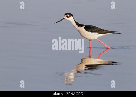 Stilt con collo nero, stilt americano, Animali, Uccelli, Tuffolieri, Stilt a collo nero (Himantopus mexicanus) maschio adulto, camminando in basso Foto Stock