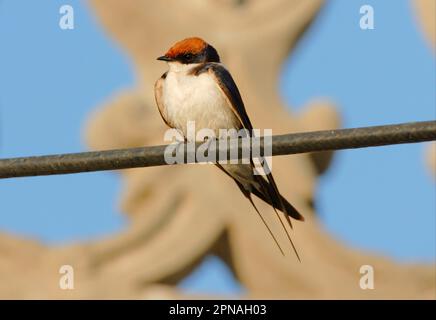 Swallow a coda di filo (Hirundo smithii) adulto, arroccato su Powerline, Gujarat, India Foto Stock