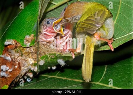 Tailorbird dal lato rosso, Tailorbirds dal lato rosso, Songbirds, Animali, Uccelli, Tailorbird comune (Orthotomus sutorius) adulto, pulcini di alimentazione, a nido dentro Foto Stock