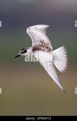 Chlidonias hybridus, Terna beared bianca, Terna beared bianca, Terna beared bianca, Terna, Animali, Uccelli, Verna cigliata (Chlidonias ibrida) giovanile Foto Stock