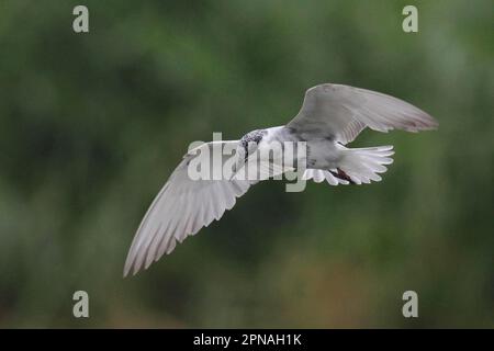 Terna whisky (Chlidonias hybroda) adulto, molting da allevamento piumaggio, in volo, Hong Kong, Cina Foto Stock