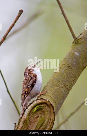 treecreeper eurasiano comune (Certhia familiaris), treecreeper, songbirds, animali, uccelli, Adulto Treecreeper comune, canto, arroccato su Suffolk Foto Stock