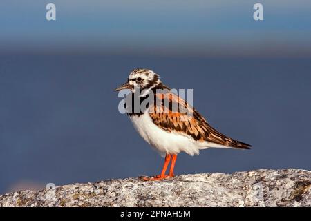 Ruddy ruddy turnstone (Arenaria interpres) adulto, piumaggio estivo, in piedi sulla roccia, Finlandia Foto Stock