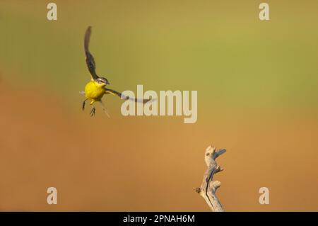 Coda di cavallo con testa blu (Motacilla flava flava), femmina adulta, in volo, atterraggio, Ungheria Foto Stock