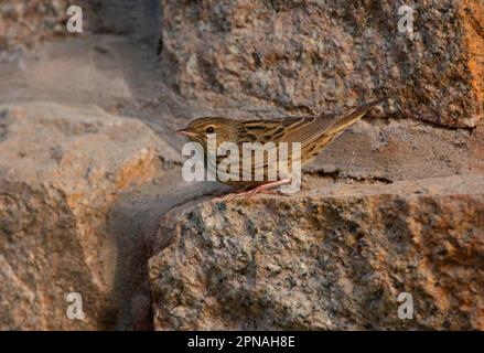 Lanceolated Warbler (Locustella lanceolata) adulto, migrante, in piedi su muro di pietra, Beidaihe, Hebei, Cina Foto Stock