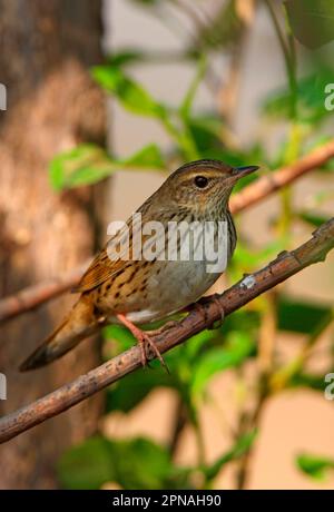 Lanceolated Warbler (Locustella lanceolata) adulto, arroccato su twig, Hebei, Cina Foto Stock