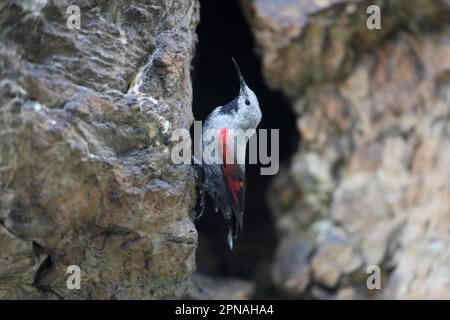 Wallcreeper (Tichodroma muraria), Wallcreeper, songbirds, animali, uccelli, Donna adulta Wallcreeper, aggrappata alla parete rocciosa di montagna, Bulgaria Foto Stock