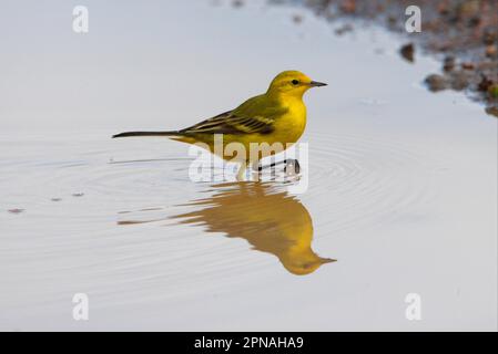 Wagtail giallo (Motacilla flava) maschio adulto, guado in pozza, Awash N. P. Afar Regione, Etiopia Foto Stock