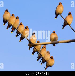 Bohemian Waxwing (Bombycilla garrulus) gregge, arroccato su televigon aereo, Nottinghamshire, Inghilterra, Regno Unito Foto Stock