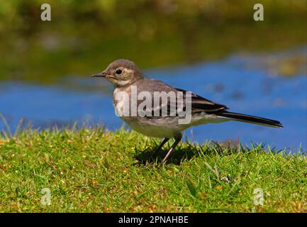 Pied Wagtail, pied Wagtail, songbirds, animali, uccelli, Pied Wagtail (Motacilla alba yarrellii) giovane, in piedi su erba al bordo dello stagno, Norfolk Foto Stock