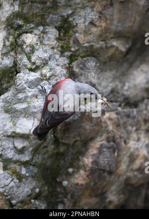 Wallcreeper (Tichodroma muraria), donna adulta, con la falce in becco, aggrappata alle rocce di montagna, Bulgaria Foto Stock