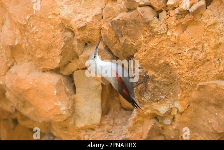 Wallcreeper (Tichodroma muraria), Wallcreeper, songbirds, animali, uccelli, Wallcreeper femmina adulto, su rocce Foto Stock