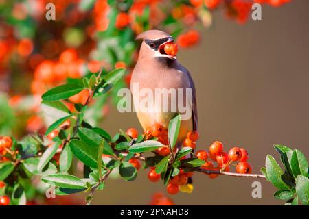 Cedar Waxwing (Bombycilla cedrorum) adulto, nutrendo su (pyracantha) bacche, U. S. A Foto Stock