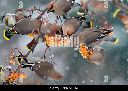 Bohemian Waxwing (Bombycilla garrulus) gregge, nutrirsi di bacche di rowan in nevicata, Leicestershire, Inghilterra, Regno Unito Foto Stock