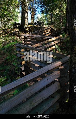 Una recinzione su una collina nel Kanaka Creek Regional Park che sale per le scale da Cliff Falls. Maple Ridge, B. C., Canada. Foto Stock