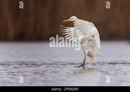 Grande egretta (Ardea alba) in avvicinamento, foraggio, uccelli riposanti, atterraggio, paesaggio lacustre, Uccelli migratori, gregge, visitatori invernali, Biosfera dell'Elba centrale Foto Stock