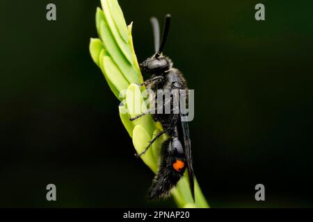 La vespa dello Spider indiano, Pompilus indicus, Satara, Maharashtra, India Foto Stock