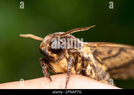 Primo piano della morte Capo Hawk Moth, Acherontia lachesis, Satara, Maharashtra, India Foto Stock
