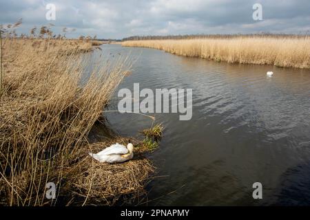 Cigno da allevamento a Federsee, patrimonio mondiale dell'unesco, Bad Buchau Foto Stock