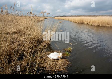 Cigno da allevamento a Federsee, patrimonio mondiale dell'unesco, Bad Buchau Foto Stock