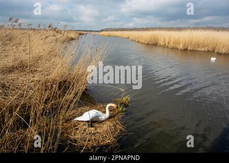 Cigno da allevamento a Federsee, patrimonio mondiale dell'unesco, Bad Buchau Foto Stock