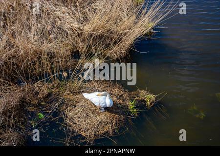 Cigno da allevamento a Federsee, patrimonio mondiale dell'unesco, Bad Buchau Foto Stock