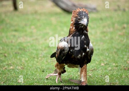 La poiana nera è piuttosto grande, con ampie ali arrotondate, un collo corto e una coda. I buzzard sono di colore variabile da tutto il marrone scuro a. Foto Stock