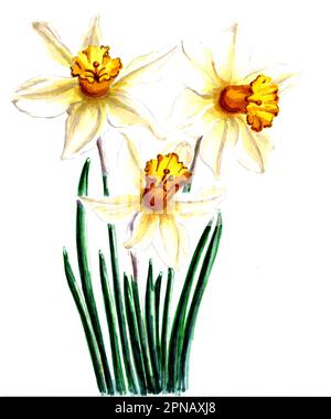 Disegno di fiori bianchi di narciso. Immagine floreale in JPEG per adesivi, creazione di motivi, sfondo, carta da imballaggio, cartoline. Foto Stock