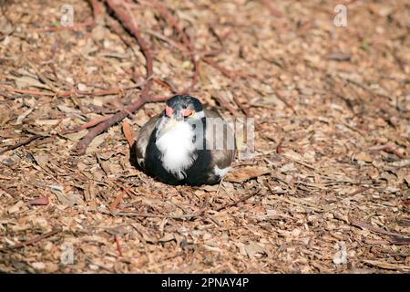 il lapwing a fascia ha un cappuccio nero e un'ampia striscia a occhio bianco, con un anello a occhio giallo e un becco e un piccolo baglietto rosso sopra il becco. Le gambe sono rosa Foto Stock