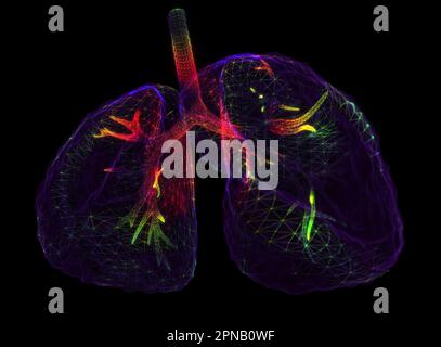 Anatomia dei polmoni del sistema respiratorio umano Foto Stock