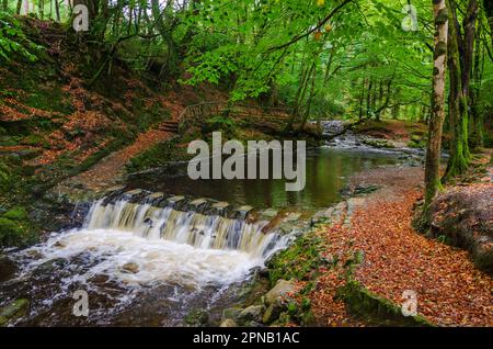 Pietre passo attraverso il fiume Shimna che scorre attraverso la foresta di Tollymmore un famoso sport turistico vicino alla contea di Newcastle in basso Irlanda del Nord Foto Stock