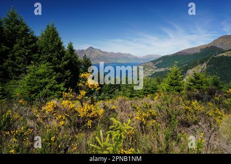 Salendo e su Queensland Hill in Nuova Zelanda sull'Isola Sud di Otago. Anche una vista del Lago Wakatipu con la montagna sullo sfondo. Foto Stock