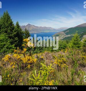 Salendo e su Queensland Hill in Nuova Zelanda sull'Isola Sud di Otago. Anche una vista del Lago Wakatipu con la montagna sullo sfondo. Foto Stock