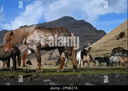 Cavalli islandesi in un pascolo sulla costa meridionale dell'Islanda. Foto Stock