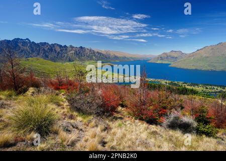 Salendo e su Queensland Hill in Nuova Zelanda sull'Isola Sud di Otago. Anche una vista del Lago Wakatipu con la montagna sullo sfondo. Foto Stock