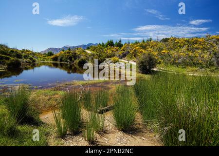 Salendo e su Queensland Hill in Nuova Zelanda sull'Isola Sud di Otago. Anche una vista del Lago Wakatipu con la montagna sullo sfondo. Foto Stock