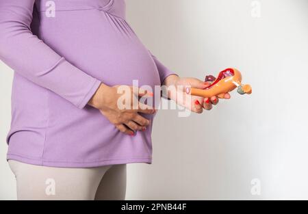 Ragazza incinta che tiene un modello del sistema riproduttivo femminile su uno sfondo bianco. Il concetto del ciclo di mestruazioni in donne incinte, pre Foto Stock