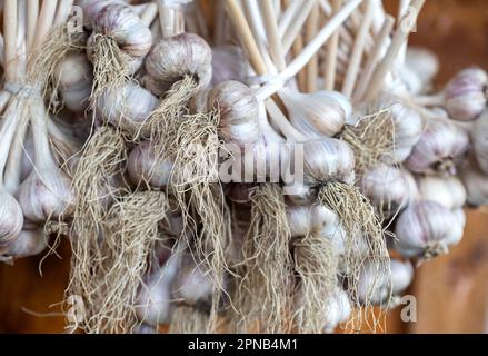 Un mazzo di aglio è sospeso sulla strada contro lo sfondo di una parete di legno. Raccolto di aglio essiccato. Foto Stock