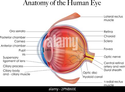 Illustrazione dettagliata dell'anatomia e della struttura dell'occhio umano. L'immagine mostra l'iride, la pupilla, la lente, la retina, il nervo ottico, e altri significati Illustrazione Vettoriale