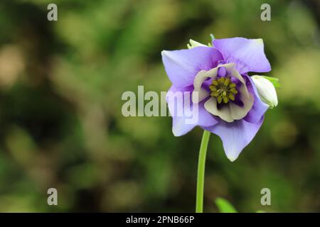 primo piano di un singolo fiore di aquilegia caverulea stella blu contro uno sfondo naturale sfocato, copia spazio Foto Stock