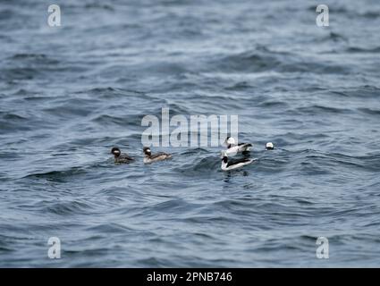 Un gruppo di anatre Bufflehead maschili e femminili, l'albeola di Bucephala, nuotano in onde oceaniche in un giorno ventoso primaverile, Vancouver Island, BC, Canada. Foto Stock