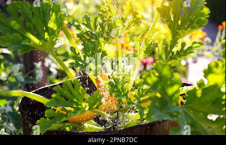 Annaffiatura e coltivazione di zucchine gialle nel terreno. L'acqua si versa sulle zucchine, verdure. Giorno di sole. Foto Stock