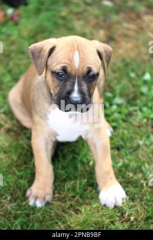 American Pit Bull Terrier come piccolo e dolce cane Foto Stock