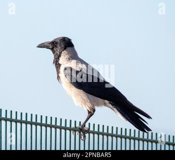 Corvo con cappuccio, Corvus corone, Paphos, Cipro Foto Stock