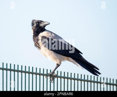 Un gatto guarda un Crow con cappuccio, Corvus corone, Paphos, Cipro Foto Stock