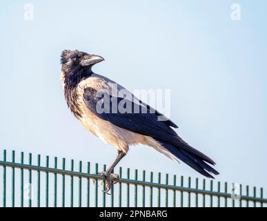 Corvo con cappuccio, Corvus corone, Paphos, Cipro Foto Stock