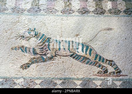 Casa di Dionysos, Paphos Parco Archeologico, Cipro: Scena di caccia mosaico raffigurante una tigre corsa. Foto Stock